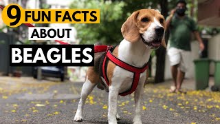 9 Facts About Beagles you didnt know [upl. by Aney571]