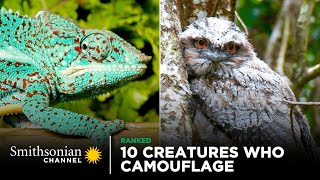 10 Creatures Who Are Camouflage Masters 🦉 Smithsonian Channel [upl. by Carney]