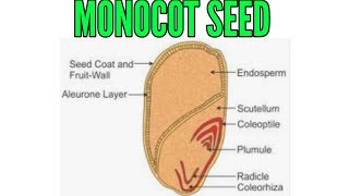 Structure of Monocot seed in detail [upl. by Ahselak]