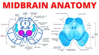 Midbrain Anatomy [upl. by Drabeck]