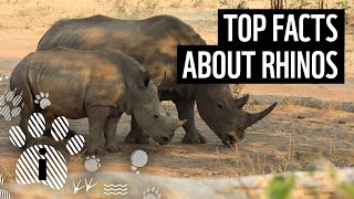 Top 10 Rhino Facts  Animal Fun Facts  WWF [upl. by Roxie232]