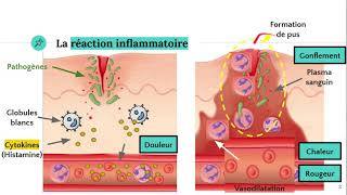 La réaction inflammatoire 🔥 [upl. by Ettenuahs101]