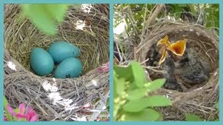 Baby Birds Hatching To Leaving The Nest In 5 Minutes [upl. by Adahsar]