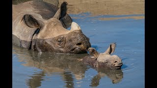 OneHorned Rhino Calf Swims For First Time [upl. by Loella]