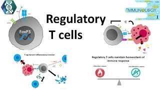 Regulatory T cells [upl. by Ocana734]