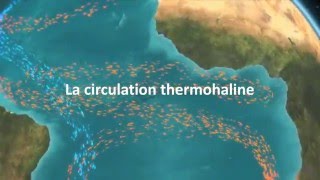 La circulation thermohaline [upl. by Asssilem]