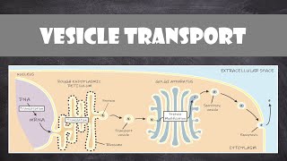 Vesicle Transport within Cells  Cell Biology [upl. by Naasar]