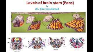 practical brain stem levels pons [upl. by Coulter]