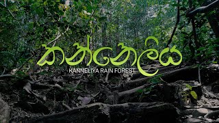 Kanneliya  කන්නෙලිය  Rain Forest in Sri Lanka [upl. by Adnohsad702]