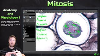 Phases of Mitosis and Meiosis in the Ascaris Roundworm  Anatomy and Physiology 1 [upl. by Kwei]