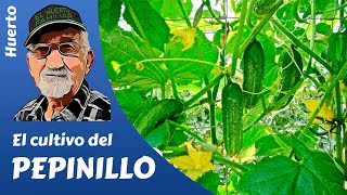 𝗣𝗘𝗣𝗜𝗡𝗜𝗟𝗟𝗢 COMO CULTIVAR PEPINILLOS Gherkin cultivation [upl. by Nygem]