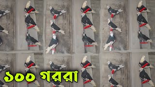 শুধু গররা কবুতরের লফট [upl. by Kursh]