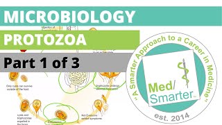 Protozoa  Microbiology  USMLE STEP 1  Part 1 of 3 [upl. by Agnimod]