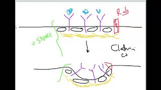 ClathrinCoated Vesicle Formation Docking and Fusion [upl. by Kinata]