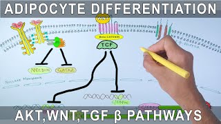 Adipocyte Differentiation via AKTPKB Signalling [upl. by Constantia777]