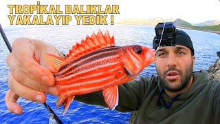 Kıyıdan Rengarenk Balıklar Yakaladık   Doğada Yakala amp Pişir [upl. by Fleta260]