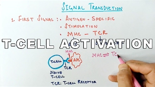 Mechanism of TCELL ACTIVATION [upl. by Iaj501]