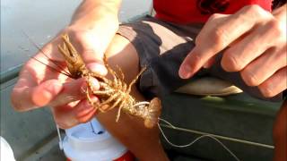 How to Hook a Crawdad Crawfish for Catfish and Bass [upl. by Allemaj872]