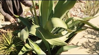 Gardening Tip Agave Snout Weevils and Insecticide [upl. by Ytteb]