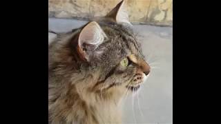 Cats Chirping and Chattering  CAT COMPILATION [upl. by Ardekan]