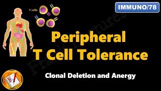 Peripheral T cell Tolerance  Clonal Deletion and Anergy FLImmuno78 [upl. by Drolet42]