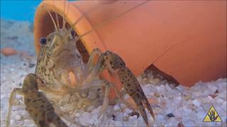 Understanding Crayfish A beginners Guide  SlapHazard Films [upl. by Aneekas17]