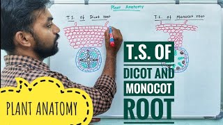 TS of Dicot and Monocot root  Plant Anatomy  V Senthilnathan [upl. by Oelc]