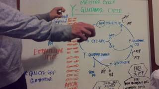 Gamma Glutamyl Pathway Explained [upl. by Gregg]