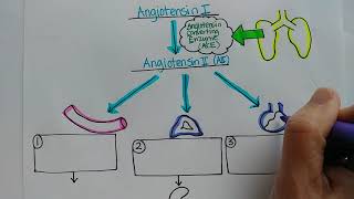 ReninAngiotensinAldosterone System [upl. by Stelu73]