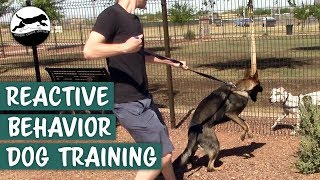 Stop Your Dogs Reactive Behavior OnLeash [upl. by Mathilde]