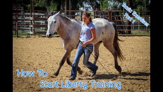 How To Start Liberty Training With Your Horse Basic Exercises Part 1 [upl. by Jeavons]