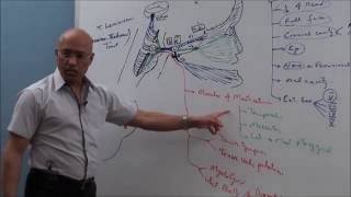 Trigeminal System  Neuroanatomy [upl. by Meingolda]