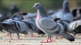 pigeon SOUND  कबूतर [upl. by Alejo908]