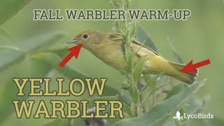 Drab Yellow Warbler Identification  Fall Warbler Warmup [upl. by Albright688]