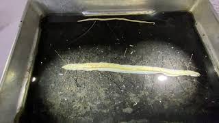 Phylum Nematoda Ascaris dissection [upl. by Enyledam]