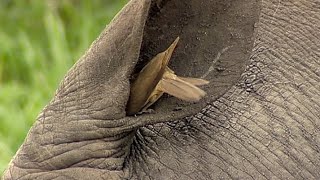 Birds Helping Rhino to Clean its Ear [upl. by Vona]