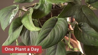 Scindapsus pictus Jade Satin Silver Pothos Houseplant Care – 362 of 365 [upl. by Bautram]