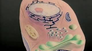 Nucleus Cytoplasm Membrane [upl. by Aivonas482]