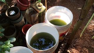 How to grow Green Water Algae [upl. by Sylera]