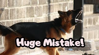 Leash Reactivity Training  Biggest Mistake [upl. by Airetas482]