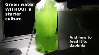 Green Water WITHOUT a Starter Culture  From Scratch  How To [upl. by Cleve]