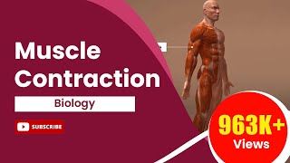 Muscle Contraction [upl. by Teragramyram461]