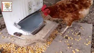 Tutoriel réalisation mangeoire automatique  how to make automatic chicken feeder [upl. by Ytisahcal968]