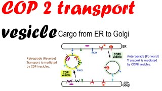 COP 2 transport vesicles  vesicle transport [upl. by Aid]