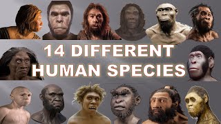 14 Human Species That Existed Before Us 2020  Explained [upl. by Anahsek]