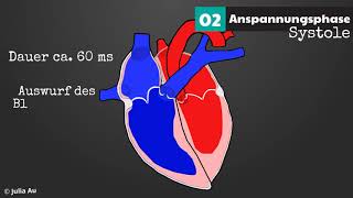 Die Funktion des Herzens 2  Der Zyklus [upl. by Hamann]