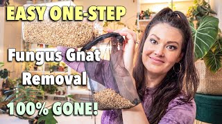 Easy One Step  How To Get Rid Of Fungus Gnats  100 Guarantee  Fungus Gnat Prevention [upl. by Koval585]