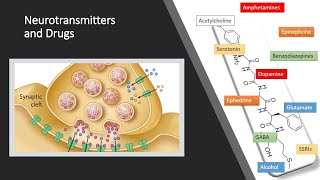 Neurotransmitters [upl. by Leicam32]