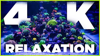 4K Reef Aquarium Relaxation amp Chill 4 HoursWorld Wide Corals [upl. by Brill527]