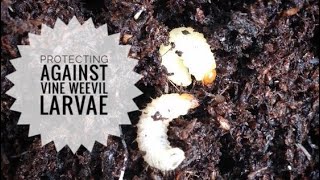 Protecting against vine weevil larvae [upl. by Ninahs]